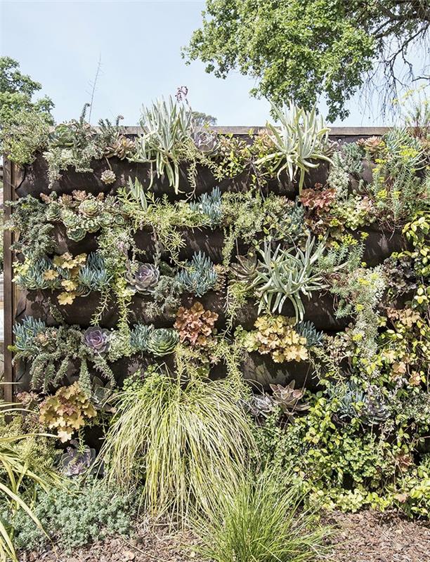 vonkajšia rastlinná stena s kaktusmi a exotickými rastlinami, rozmanitosť druhov a farieb, stena, ktorá pokračuje na zemi s rastlinami