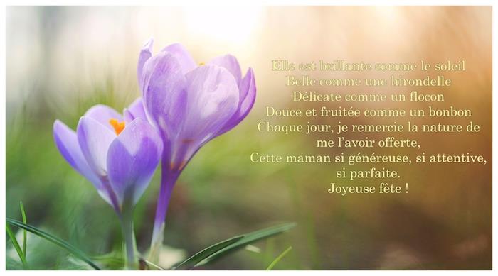 Jarne fialové kvety krokusu v prírode, fotografia slnečných lúčov dotýkajúcich sa jarných kvetov a báseň pre matku, ktorá jej hovorí Šťastná mama