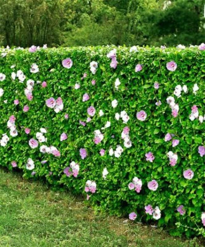 93 - حوائط السياج. خشب البقس. الزهور الوردية.
