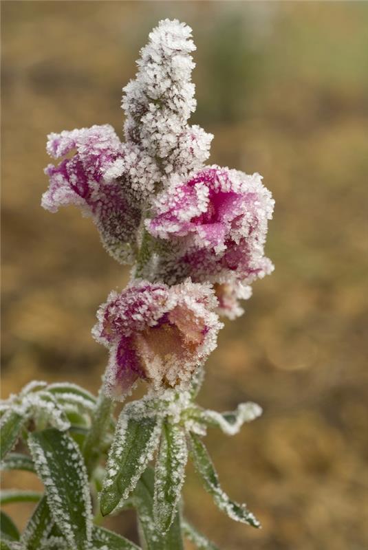 antirrhinum-vinter-blomma-snapdragons