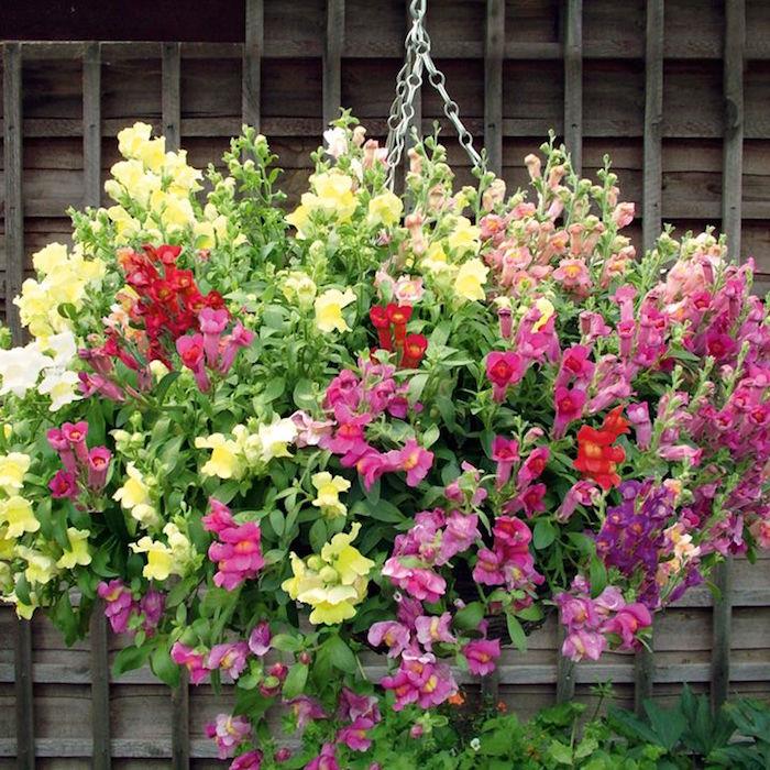 antirrhinum-všetky-farby-snapdragony-ružovo-žlto-červené-zimné kvety