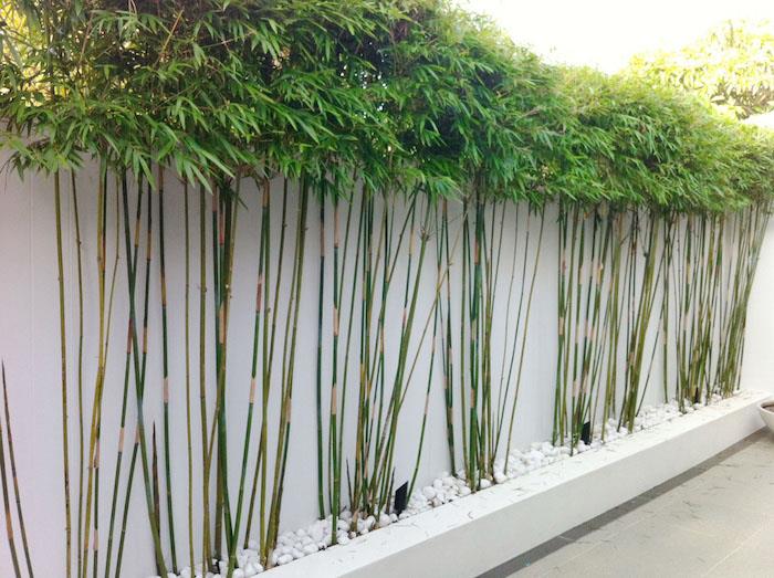 skurna bambustjälkar som en mörkläggningsskärm för trädgårdsdekoration, exempel på en naturlig brisvy