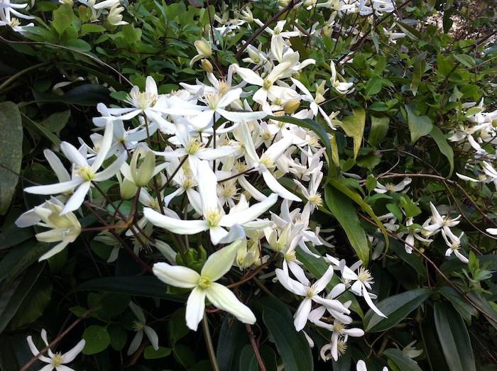 klematis-armandii-blommor-vinter-växt-höst