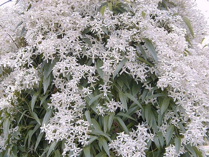klematis-armandii-vinter-växt-vita-höst-blommor