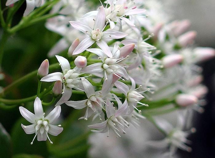 crassula-ovata-kvety-v zime-kvitnúce-rastliny-kvet-balkón