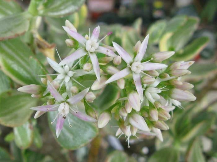 crassula-ovata-jade-sorter-växter-blommor-på vintern
