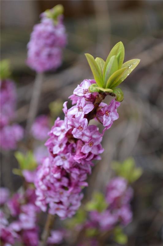 daphne-mezereum-daphnes-vinter-blommor-rosa-februari