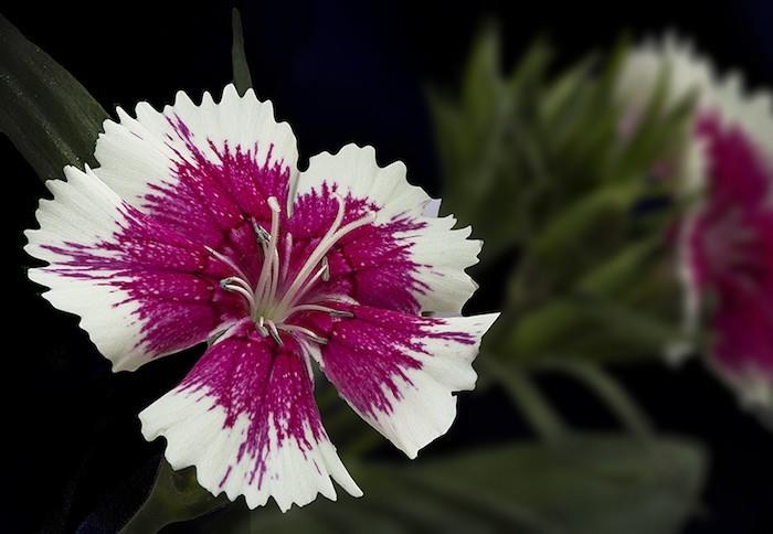 dianthus-barbatus-karafiáty-zimné-rastliny-kvety