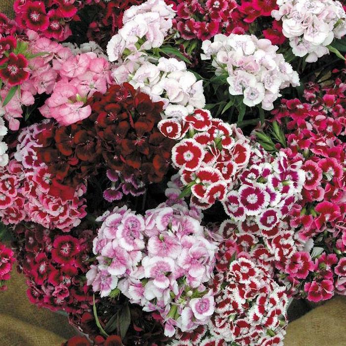 dianthus-barbatus-nejlikor-poeter-vinterblommor