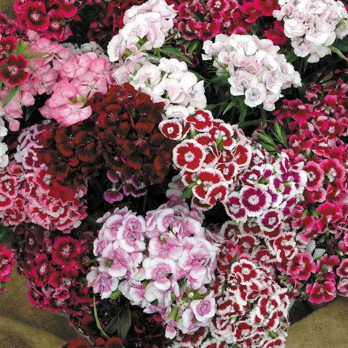 dianthus-barbatus-karafiáty-básnici-zimné-kvety