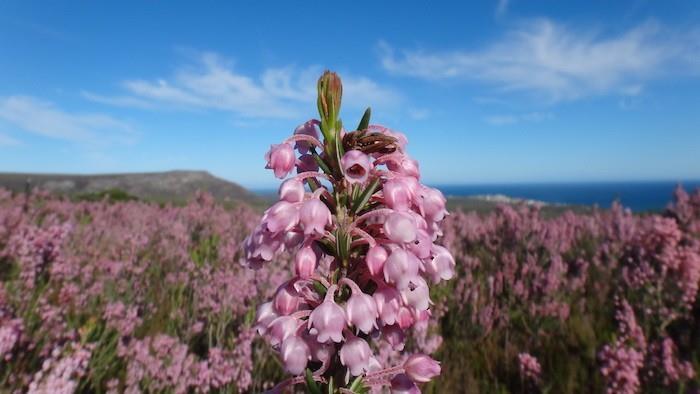 erica-vres-ruža-plochá-zimné-kvety-sneh