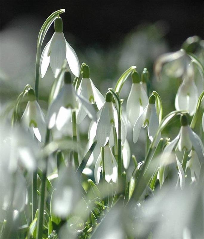galanthus-nivalis-vinter-blommor-snödroppar