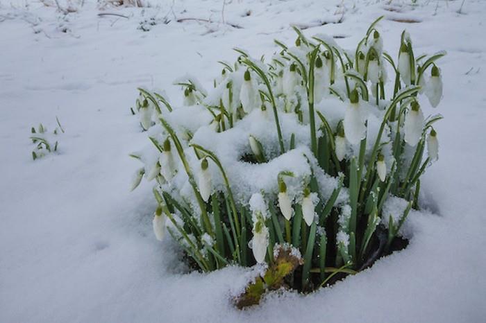 Galanthus nivalis snežienky záhrada zimných kvetov