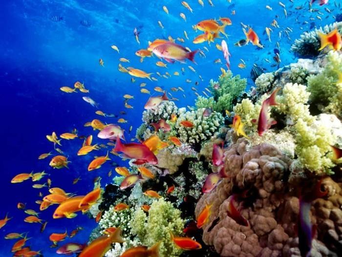 Great-Barrier-Reef-fish-to-do-before-you-die-list