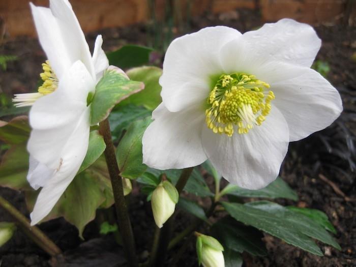 helleborus-niger-blomma-höst-vinter-blommor