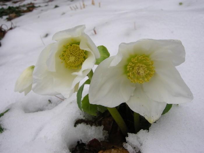 helleborus-niger-zimné-kvety-záhradné-rastliny-balkón