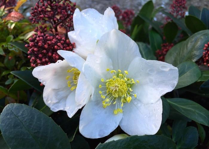helleborus-niger-växt-vinter-höst-vinter-blommor