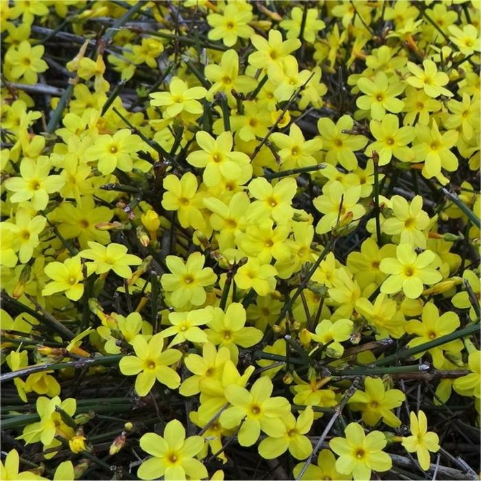 ranné kvitnutie Jasminum Nudiflorum, rastliny s veľmi voňavými kvetmi