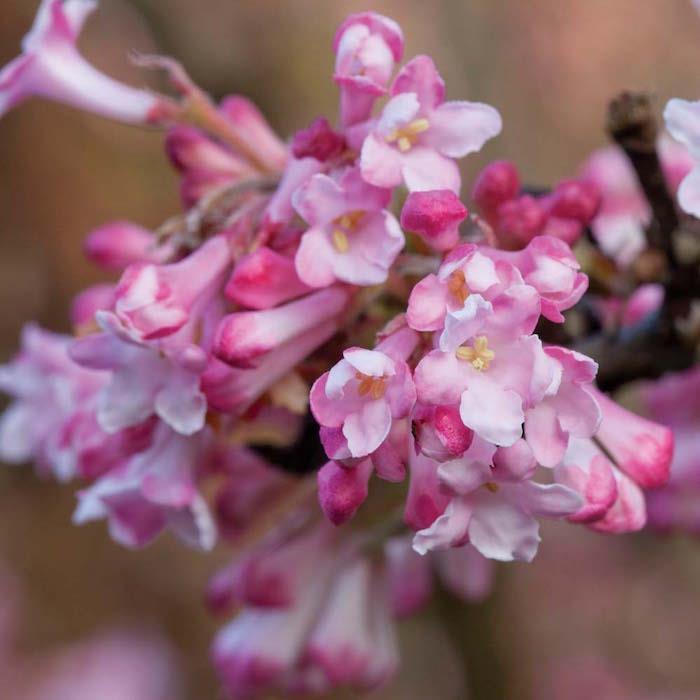 viburnum-x-bodnantense-vinter-växter-blommor-blomma-växt