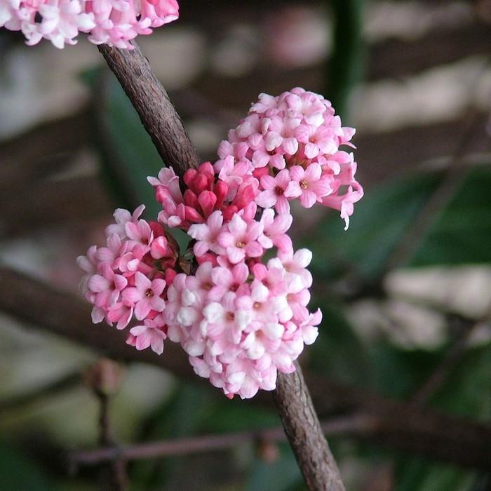 viburnum-x-bodnantense-vinter-växt-vinter-höst-blommor