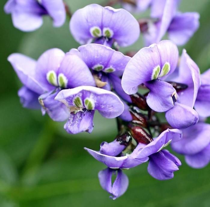 Violaceae-viola-penséer-blommor-resistenta-vinter