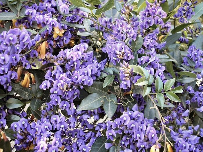 violaceae-violets-pansies-viola-flower-winter