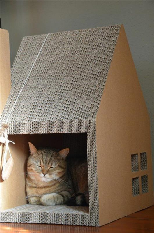 katthus, sovande katt i sitt kennelkatthus