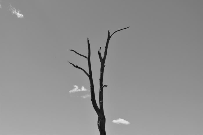 silhuetten av ett avskalat träd som sticker ut mot bakgrunden av den grå himlen, konstnärligt svartvitt foto
