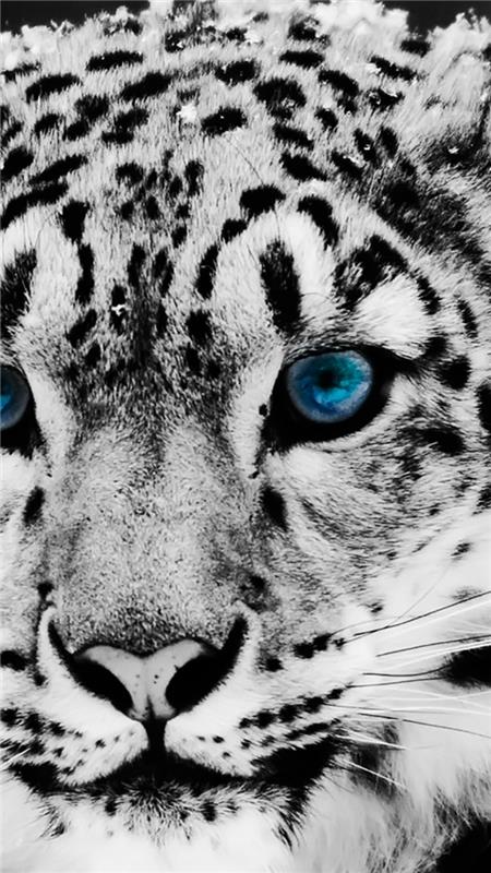 albino tiger, blå ögon, coola iphone tapeter, svarta fläckar