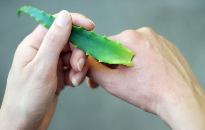 aloe vera pokožka výhody extrakcia gél rastlina lekárska fotografia ruka žena zdravé nechty
