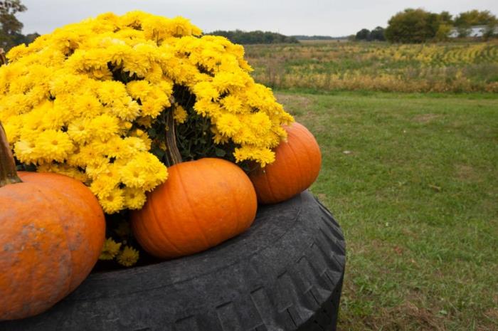 anlägga din trädgård, apelsinpumpor, gula höstblommor, landskap på landsbygden, utomhusdekoration