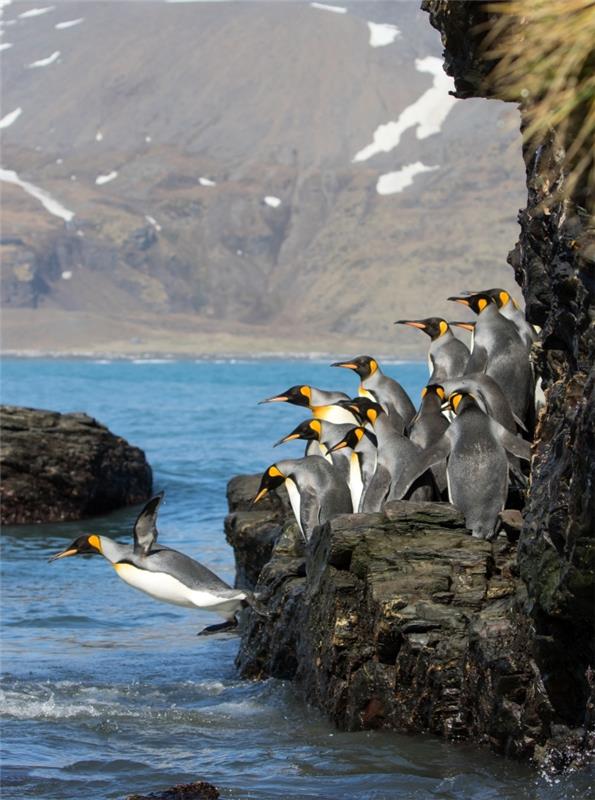 tapeta pekná fotografia skupiny tučniakov skákajúcich vo vode, prírodná krajina so skalami a vodou