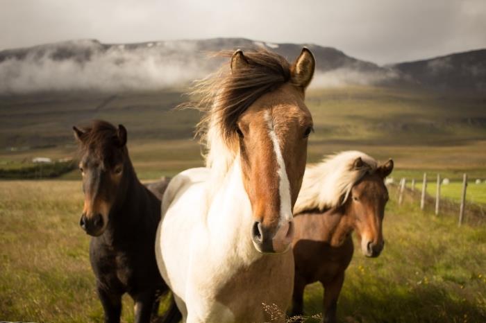 kôň zadarmo tapetu na plochu, fotografiu zelených polí a kopcov s bielymi čiernymi a hnedými koňmi