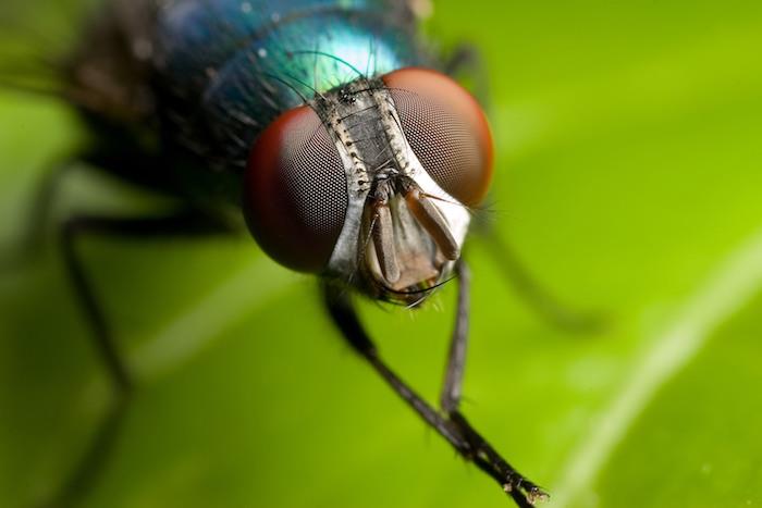 účinný odpudzovač múch pre domáci hmyz na zelenom liste