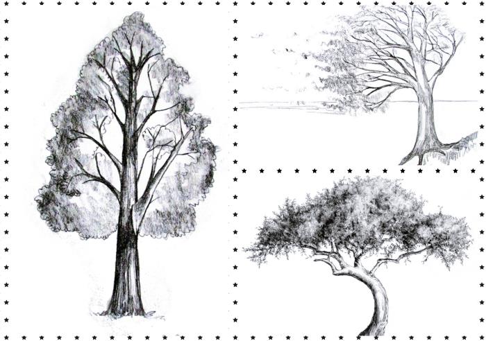 رسم سهل لشجرة بدون أوراق ، رسم سهل لشجرة بدون أوراق ، تعلم رسم شجرة