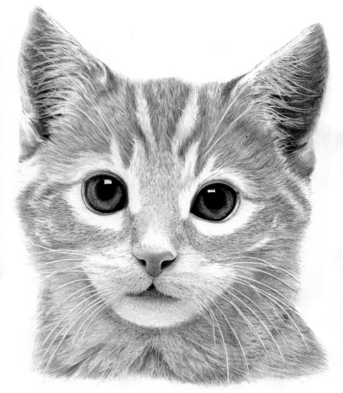 söt kattritningsexempel i vitt och svart, lär dig blyertsteckning, idé för husdjursteckning
