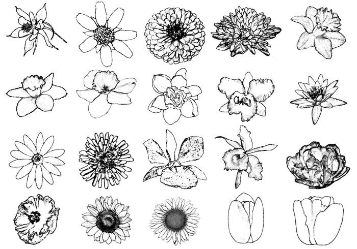 Rôzne kvety čierna a biela ľalia kvet kresba jednoduchá kresba kvet čiernobiela kresba reprodukovať