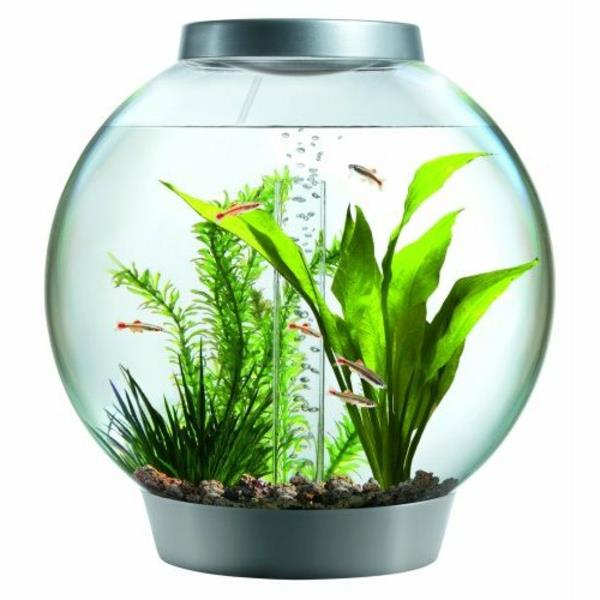 akvarium-design-enkla-fisk-växter