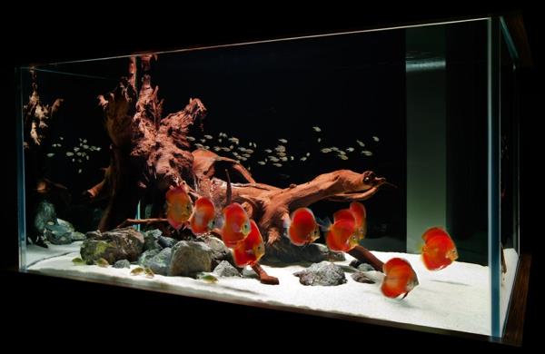 akvarium-design-enkel-guldfisk