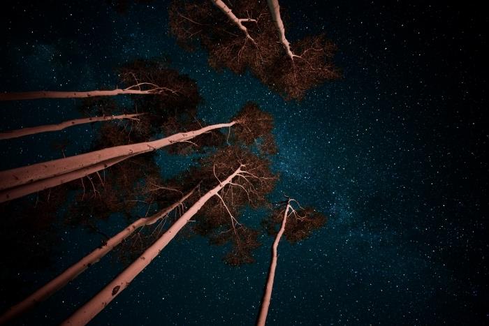 خلفية جميلة مع مشهد ليلي تحت السماء المرصعة بالنجوم ، صورة لأشجار طويلة تحت سماء الليل المظلمة