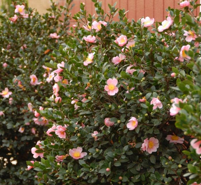 ker s ružovými kvetmi pre vašu záhradu, vhodné kríky a rastliny pre kvitnúci živý plot