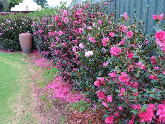 živý plot s ružami, živý živý plot s kvitnúcim kríkom, ruže vysadené pri plote