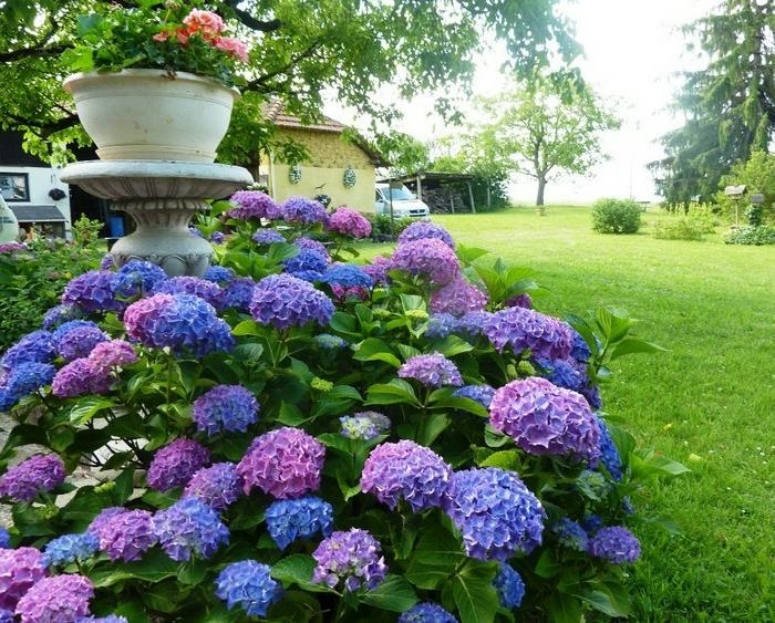 hortenzie s kvetmi lila a ružovej v zelenej záhrade, ozdobné kríky