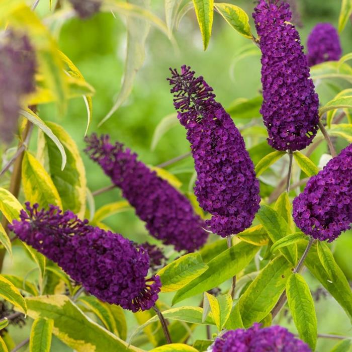 okrasný ker buddleja davidii, okrasný ker, ktorý priťahuje motýle
