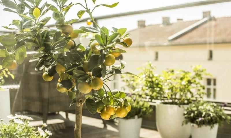 bevattning citronträd krukat citronträd under solen