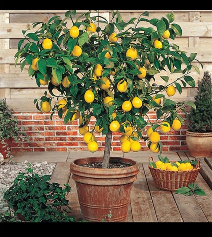 zalievanie citrónovníka v kvetináči citrónovníka v hlinenom hrnci