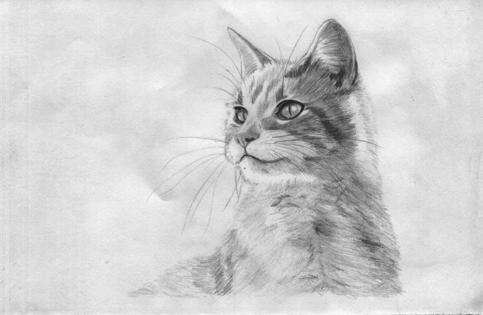 gör en realistisk kattpenna ritning, realistisk penna ritning mall med husdjur mönster i vitt och svart
