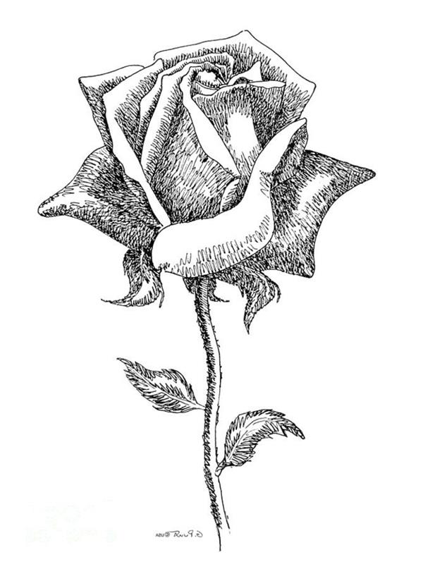 ritning ros svartvitt teckning blomma svartvitt ritning skuggor svartvitt idéritning att göra själv