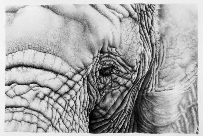 grafisk-konst-design-tidning-grafisk-konst-elefant