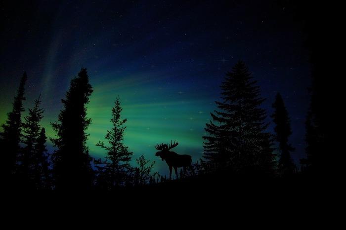 aurora borealis eller aurora borealis, idé om snöigt landskap i ett berg med silhuett av rådjur